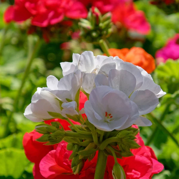 Fiori Geranio Bianco Rosso Giardino — Foto Stock