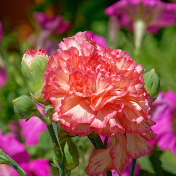 Flor Cravo Laranja Colorido Jardim — Fotografia de Stock