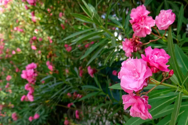 Mörk Rosa Oleander Blommor Trädgården Solen Strålar Bokeh — Stockfoto