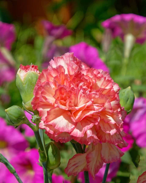 庭でカラフルなオレンジ色のカーネーションの花 — ストック写真