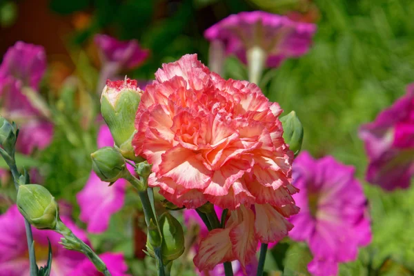 Flor Cravo Laranja Colorido Jardim — Fotografia de Stock