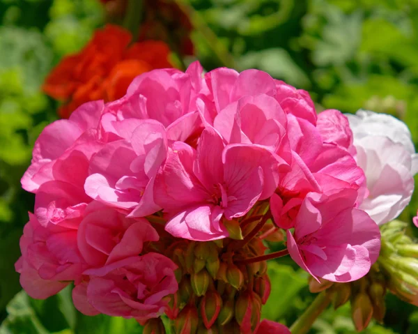 Lila Rosa Pelargon Blommor Trädgården — Stockfoto