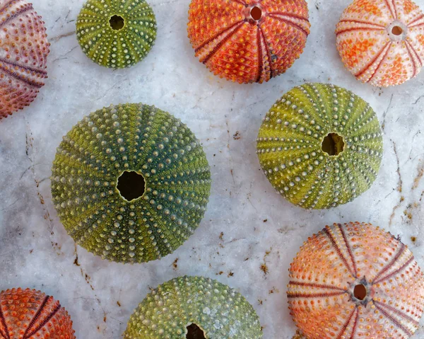 Colorful Sea Urchins Shells White Rock — Stock Photo, Image