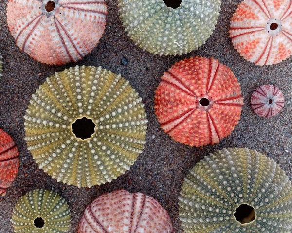 五颜六色的海胆贝壳在湿沙滩上 — 图库照片