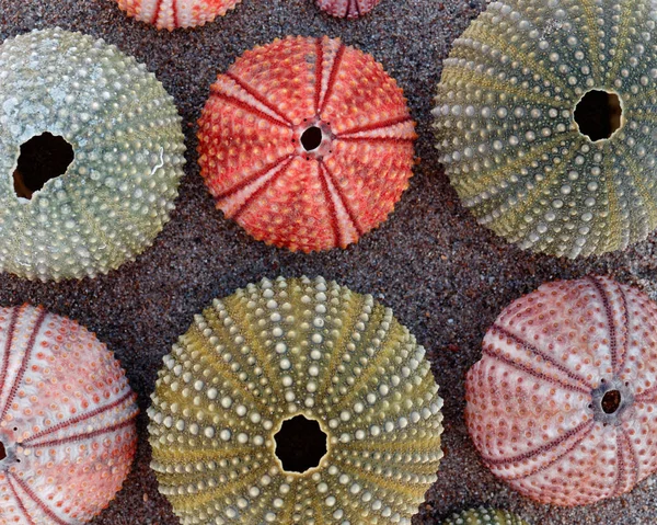 Conchas Coloridas Ouriços Mar Praia Areia Molhada — Fotografia de Stock