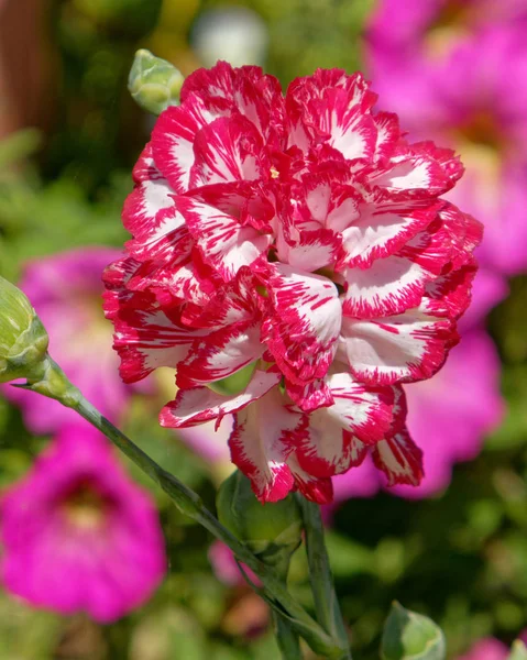 五颜六色的红色白色康乃馨花在庭院里 — 图库照片