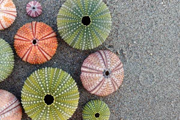 Различные Красочные Раковины Морского Ежа Мокром Песке Место Печатания — стоковое фото