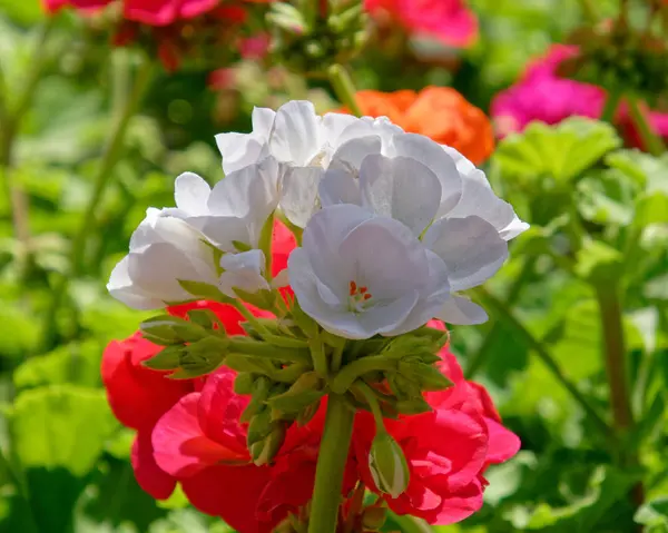 Vit Och Röd Pelargon Blommor Trädgården — Stockfoto