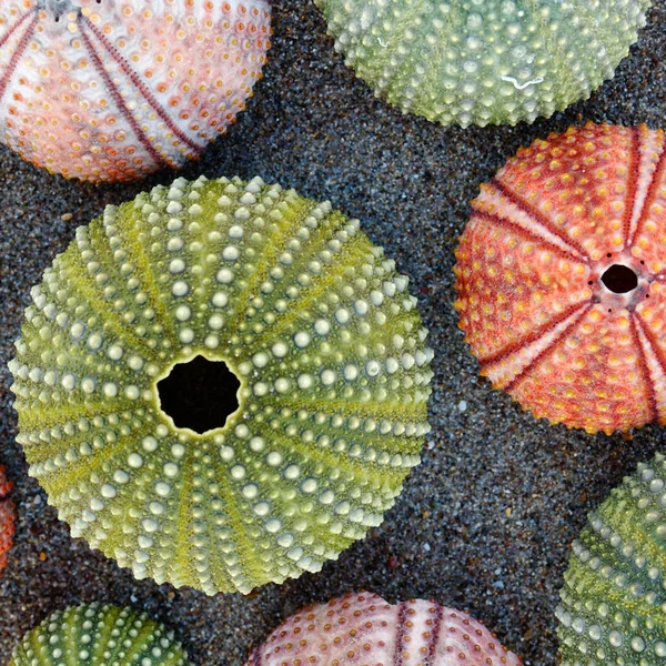 Conchas Erizos Mar Colores Playa Arena Húmeda — Foto de Stock