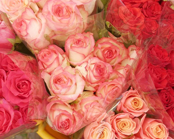 Pink Red Roses Closeup Natural Background — Stock Photo, Image