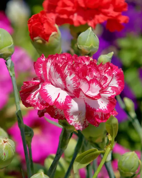 Colorato Rosso Bianco Garofano Fiore Giardino — Foto Stock