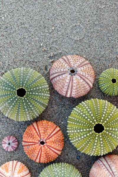 Various Colorful Sea Urchin Shells Wet Sand Space Typing — Stock Photo, Image