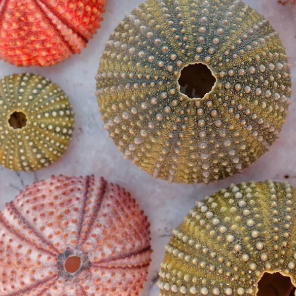 Красочные Раковины Морских Ежей Белой Скале — стоковое фото