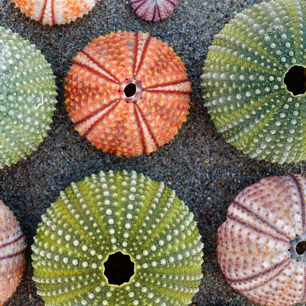 Conchas Erizos Mar Colores Playa Arena Húmeda — Foto de Stock