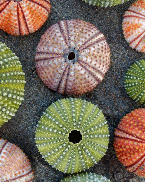 Várias Conchas Coloridas Ouriço Mar Areia Molhada — Fotografia de Stock
