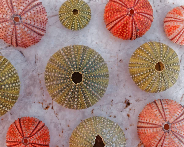 Colección Erizos Mar Colores Sobre Fondo Mármol Blanco — Foto de Stock