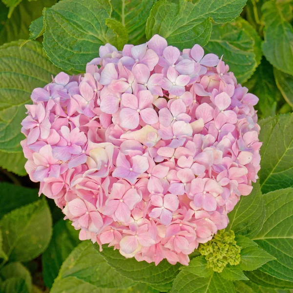 Natürliches Bouquet Aus Rosa Hortensien — Stockfoto