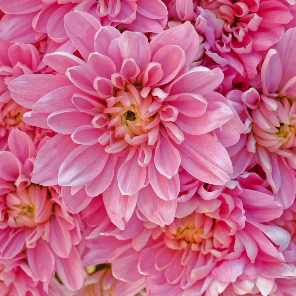 Rosa Krysantemum Blommor Closeup Naturlig Bakgrund — Stockfoto