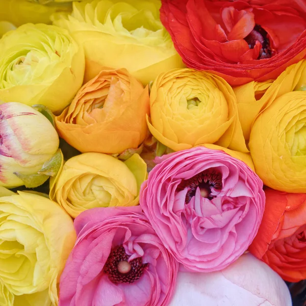 Colorful Buttercup Flowers Closeup Natural Background — Stock Photo, Image