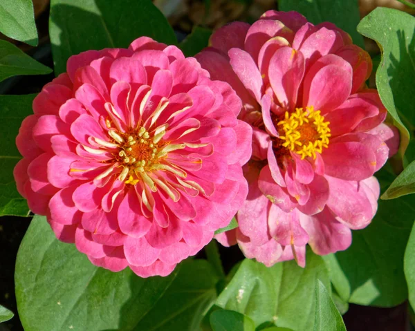 Ζίννια Ροζ Λουλούδια Closeup Στον Κήπο — Φωτογραφία Αρχείου
