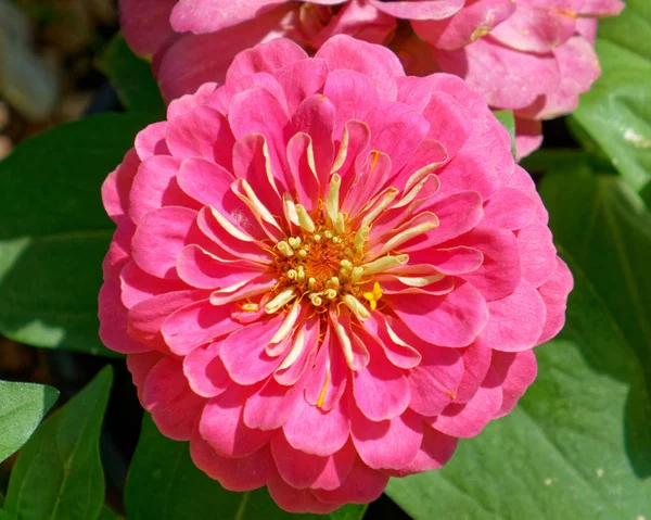 Pink Zinnia Flower Closeup Top View — Stock Photo, Image