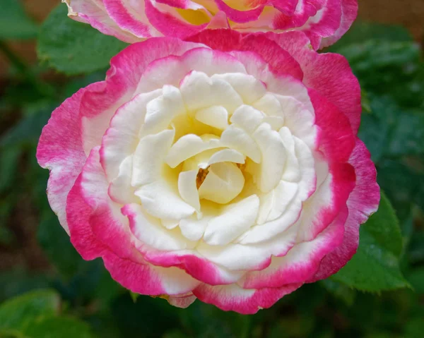 淡いピンクと白のバラの花のクローズ アップ — ストック写真