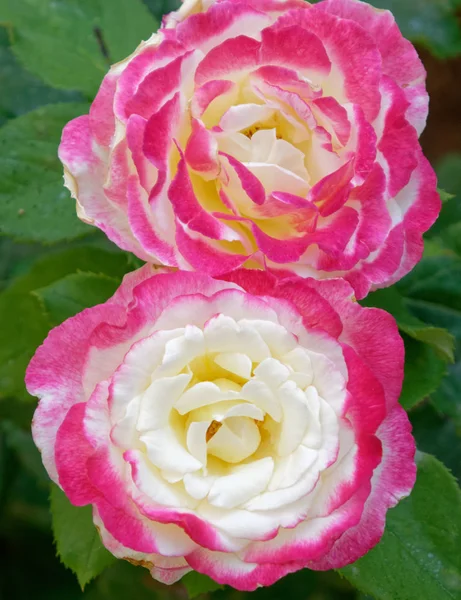 Two Pale Pink White Rose Flowers Closeup — Stock Photo, Image