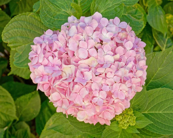 ピンク オルテンシア自然な花束 — ストック写真