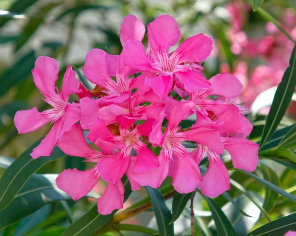 Rosa Oleander Blommor Närbild — Stockfoto