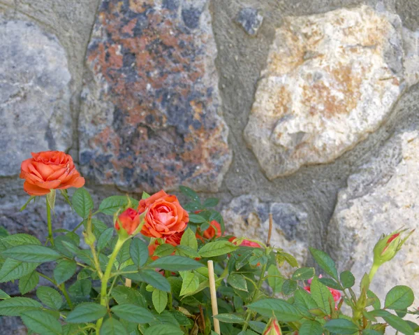 強いボケ石壁の前に赤いバラ — ストック写真
