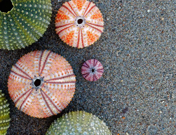 Коллекция Разноцветных Морских Ежей Песчаном Пляже Место Печатания — стоковое фото