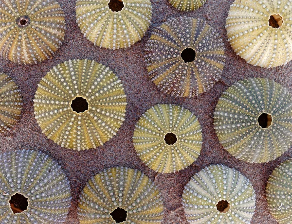 collection of green sea urchins on wet sea sand