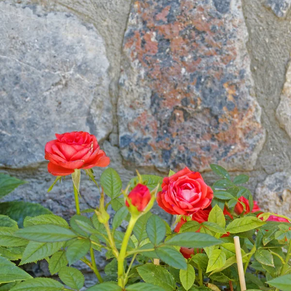 Roses Rouges Devant Mur Pierre Bokeh Fort — Photo