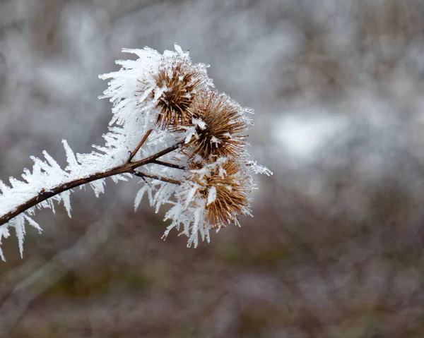 Winters Tafereel Ijs Bedekt Noten Closeup — Stockfoto