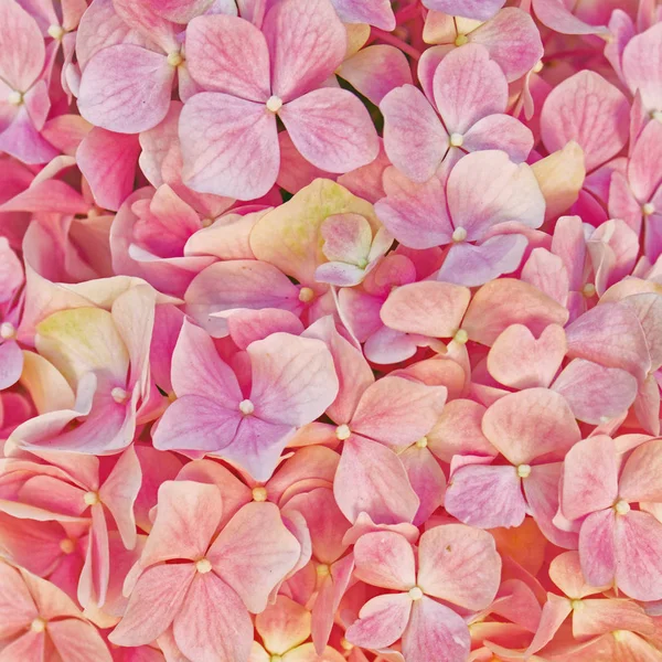 Koyu Pembe Hortensia Portre Çiçek Arka Plan — Stok fotoğraf