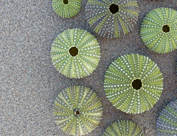 Коллекция Раковин Зеленого Морского Ежа Мокром Песке — стоковое фото