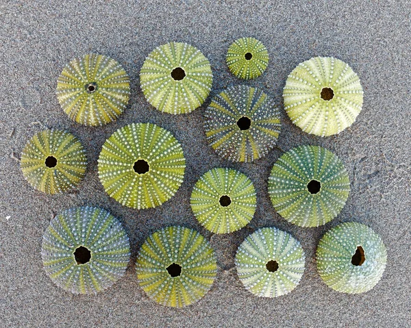 濡れた砂の上緑ウニ殻のコレクション — ストック写真