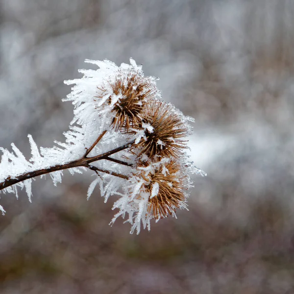 Winters Tafereel Ijs Bedekt Noten Closeup — Stockfoto