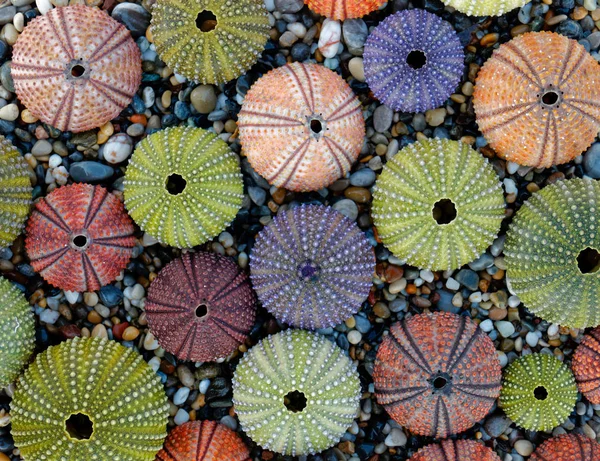 Sea Urchin Shells Collection Natural Background — Stock Photo, Image