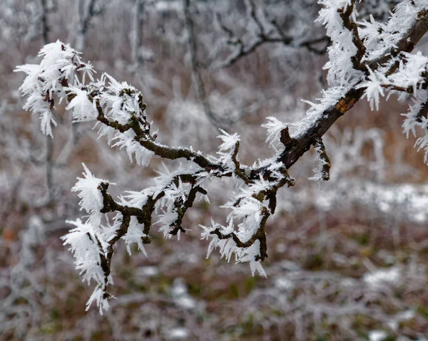 Ice Covered Tree Branches Closeup — Stock Photo, Image