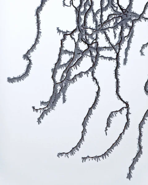 Ice Covered Tree Branches Morning Haze — Stock Photo, Image