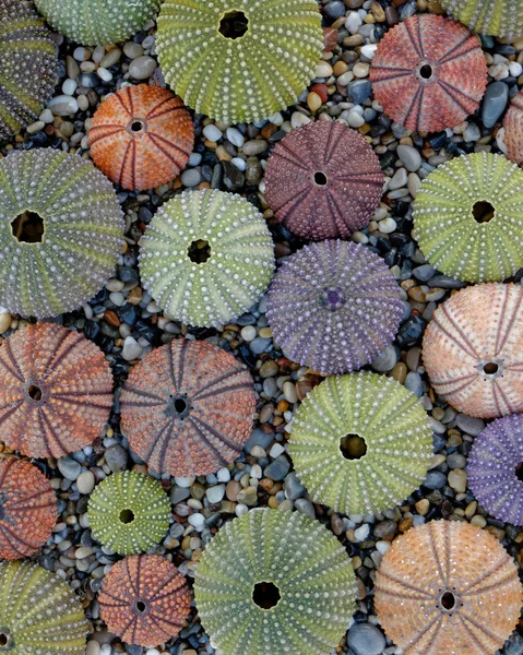 Sea Urchin Schelpen Collectie Als Een Natuurlijke Achtergrond — Stockfoto
