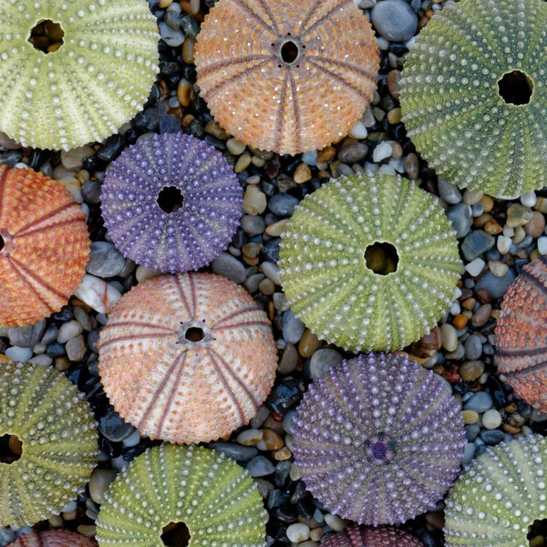 Doğal Bir Arka Plan Olarak Deniz Urchin Kabuk Koleksiyonu — Stok fotoğraf