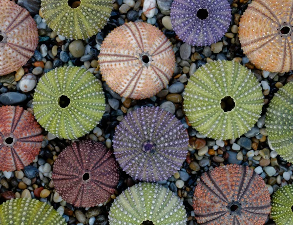 Doğal Bir Arka Plan Olarak Deniz Urchin Kabuk Koleksiyonu — Stok fotoğraf