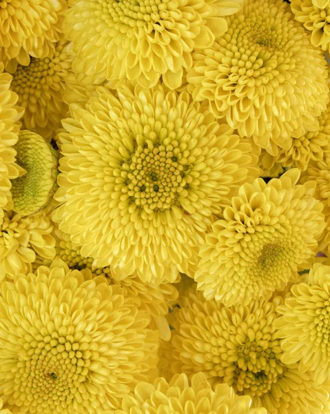 Crisantemo Giallo Fiori Modello Senza Soluzione Continuità — Foto Stock