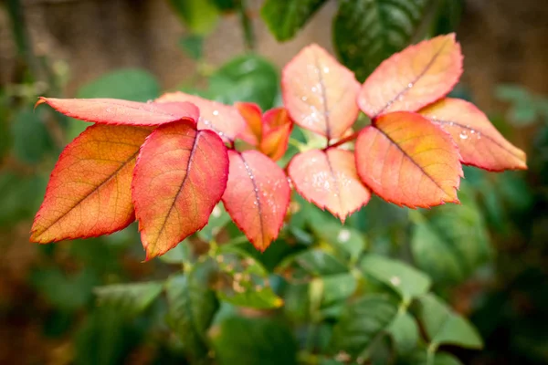 Regentropfen Auf Roten Blättern Nahaufnahme — Stockfoto