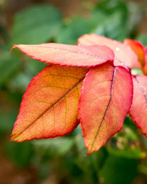 Gocce Pioggia Foglie Rosse Primo Piano — Foto Stock