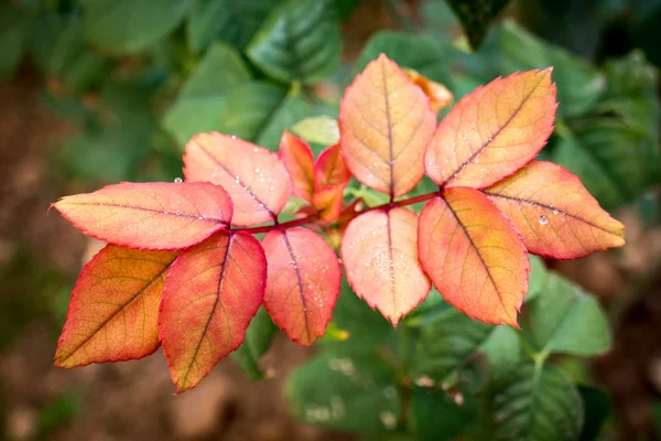 Gocce Pioggia Foglie Rosse Primo Piano — Foto Stock