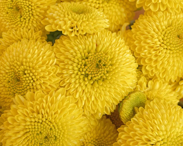 Crisantemo Giallo Fiori Modello Senza Soluzione Continuità — Foto Stock