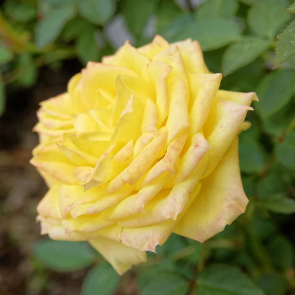 庭の黄色のバラの花 — ストック写真
